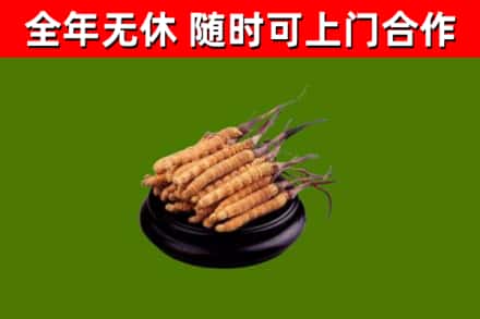 墨玉回收散虫草