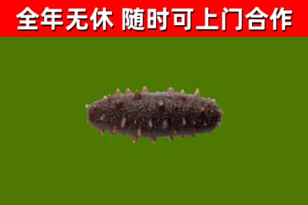 墨玉回收海参干